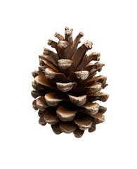 Pinecone transparent picture