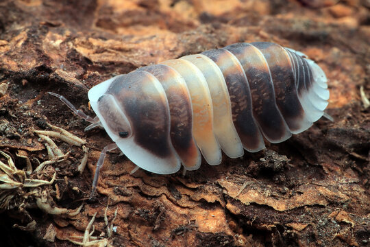 Cubaris Sp "cappuccino" isopod on bark, Isopod closeup, Isopod Cubaris Sp "cappuccino" closeup