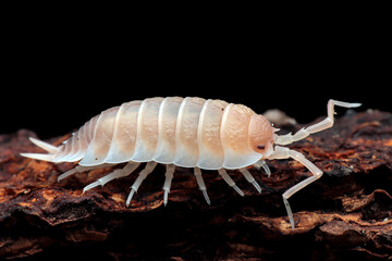Porcellionides pruinosus ‘Red Koi’ closeup on bark, Red koi isopod closeup, Isopod...