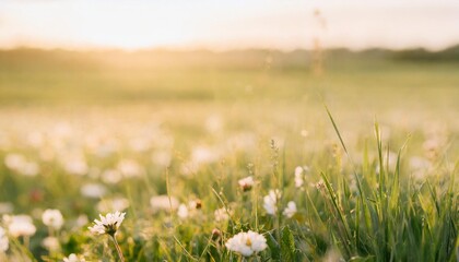spring background with green grass and flowers copy space