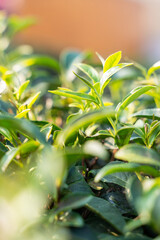 tea bud - young tea leaf shoots for harvest