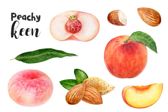 Watercolor illustration of peach fruits and almond set close up. Design template for packaging, menu, postcards.
