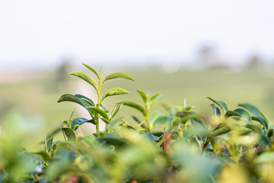 tea bud - young tea leaf shoots for harvest
