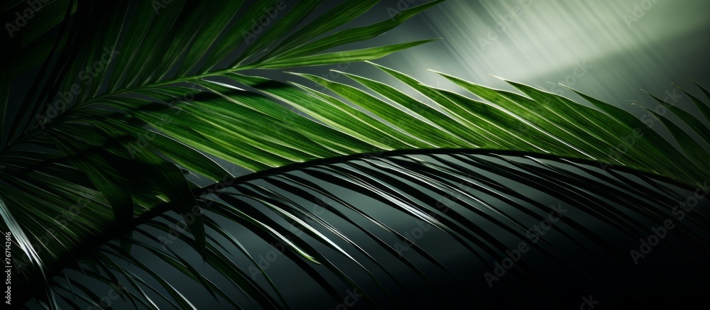 Poster closeup macro photography of a palm tree leaf showing intricate patterns and symmetry, with the sun 