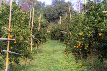 Fresh oranges on the orange tree