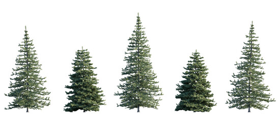 Picea pungens colorado blue green spruce evergreen pinaceae needled tree isolated png on a transparent background premium cutout 