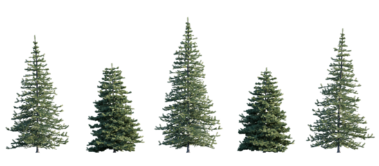 Picea pungens colorado blue green spruce evergreen pinaceae needled tree isolated png on a transparent background premium cutout 