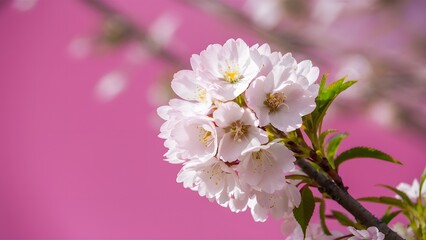 Cherry blossom sakura in full bloom against a pink backdrop