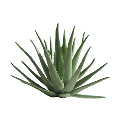 Fototapeta premium Aloe vera png isolated on transparent background