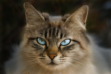 Katze Angora mit blauen Augen und hellbraunem Fell