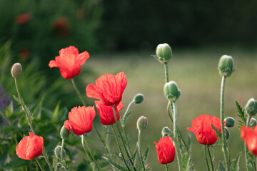 Red poppy flowers in a field,  Remembrance day