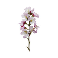 Cherry blossom flower png isolated on transparent background