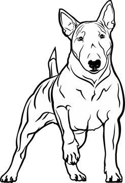 Drawing English bull terrier dog. Vector illustration in hand-drawn style. Beautiful vector black sketch on the white background. Graphic, logo, icon, tattoo.