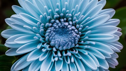 Closeup of chrysanthemum blue flower with no shadows