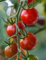 Cherry tomatoes - 767154279