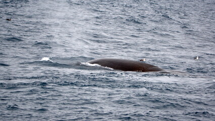 Fototapeta premium Fin whale (Balaenoptera physalus) off the coast of Elephant Island, Antarctica