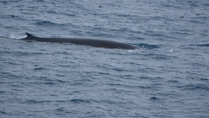 Dorsal fin of a fin whale (Balaenoptera physalus) off the coast of Elephant Island, Antarctica