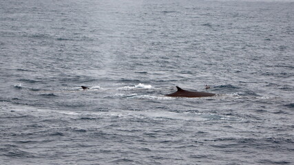 Naklejka premium Dorsal fin of a fin whale (Balaenoptera physalus) off the coast of Elephant Island, Antarctica