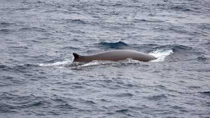 Dorsal fin of a fin whale (Balaenoptera physalus) off the coast of Elephant Island, Antarctica