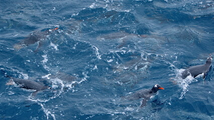 Obraz premium Raft of gentoo penguins (Pygoscelis papua) swimming off of Elephant Island, Antarctica
