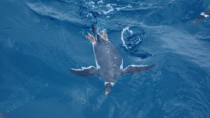 Gentoo penguin (Pygoscelis papua) swimming off of Elephant Island, Antarctica
