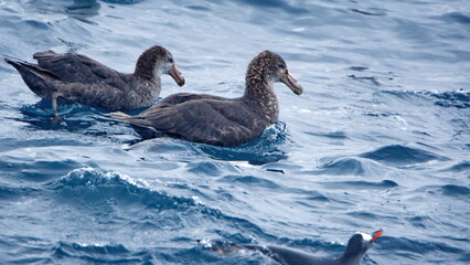Giant petrels swimming on the surface near Elephant Island, Antarctica