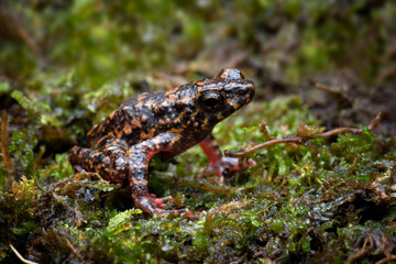 Bleeding toad or Leptophryne cruentata closeup on moss, Leptophryne cruentata closeup on isolated background, Indonesian toad, Bleeding toad