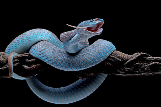 Blue viper snake eating white mouse on branch with black background, viper snake ready to attack, blue insularis snake, animal closeup