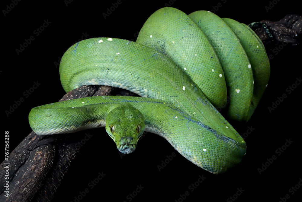 Wall mural green tree python snake closeup head, chondropython viridis snake closeup with black background, mor