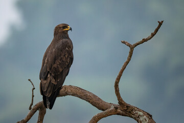 Indian Spotted Eagle - Clanga hastata, beautiful brown bird of prey from Indian woodlands, forests and mountains, Nagarahole Tiger Reserve, India. - 767156635