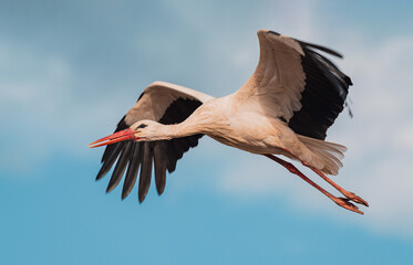  stork in flight