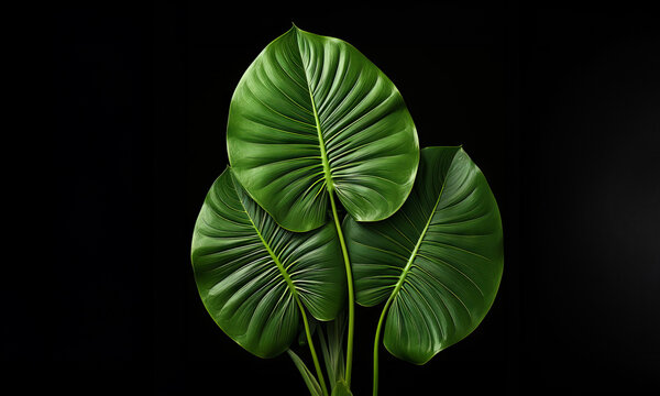 Artistic rendition of three monstera deliciosa leaves, painted with fine detail on a clean white backdrop.