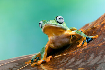Tree frog on dry leaf, Gliding frog (Rhacophorus reinwardtii) sitting on leaves, Javan tree frog on...