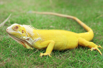 Closeup of yellow albino iguana,  Albinoi iguana closeup, animal closeup