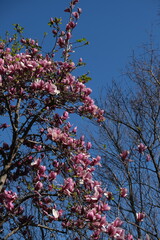 Blooming magnolia in winter Sydney