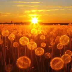 Sunset in field of dandelions with glowing light