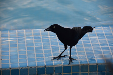 Common Grackle Bird at the Edge of a Pool