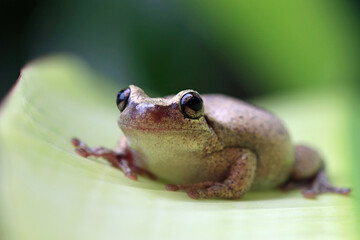 Litoria rubella tree frog on green leaves, Australian tree frog closeup on green leaves, Desert tree frog closeup