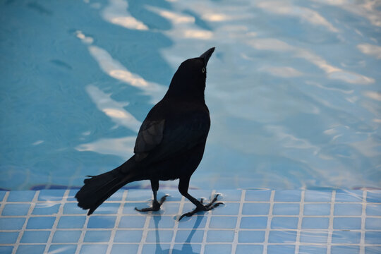 Common Grackle Standing at the Edge of a Pool