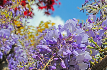 Close-up of a blooming wisteria or wasteria (Fabaceae) with blue sky. Selective focus