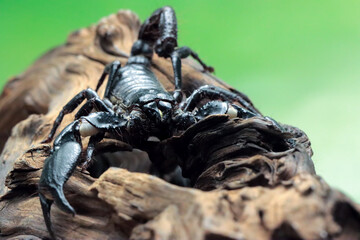 Asian forest scorpion 