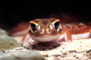 Smooth Knob-tailed Gecko (Nephrurus levis pilbarensis) closeup head © kuritafsheen