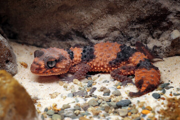 The southern banded knob-tailed gecko closeup on rock, Northern banded knob-tailed gecko sunbathing on rock