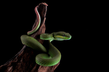 Obraz premium Trimeresurus Insularis closeup on branch, Indonesian viper snake closeup