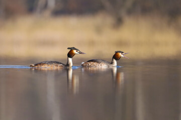 Great Crested Grebe, water bird