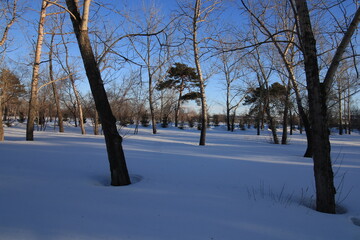 winter landscape with trees