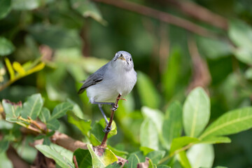 A Blue-Gray Gnatcatcher bird perched on a tree branch in summer Florida shrubs
