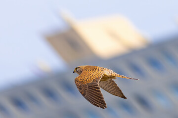 Falco tinnunculus, , common kestrel, Poštolka obecná in the town