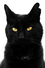 Schwarze Katze mit leuchtend gelben Augen und zerfetztem Ohr.