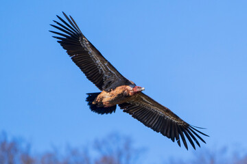 Obraz premium Eurasian griffon vulture (Gyps fulvus) in flight. Majestic large bird of prey in the family Accipitridae. Cornino lake area, Udine province, Friuli Venezia Giulia, Italy. Image with text space.